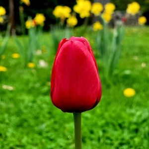 Meet your Posher, Tutul